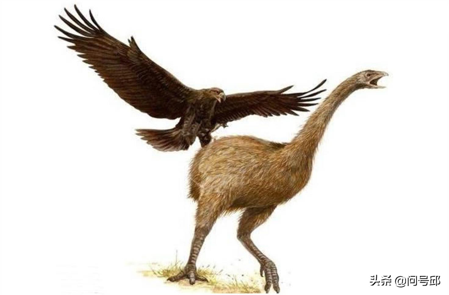 如果没有人类地球和动物会怎样,如果没有人类地球会失去平衡吗