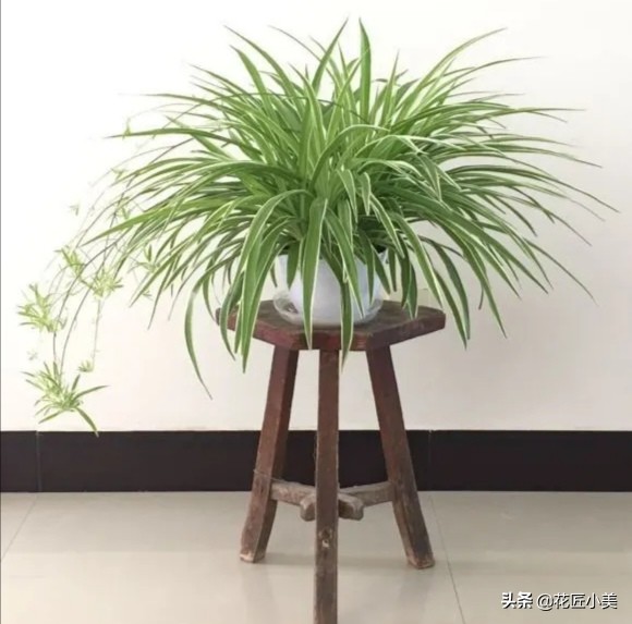 吊兰根部长出黑块是啥,吊兰根部有一个黄色的球