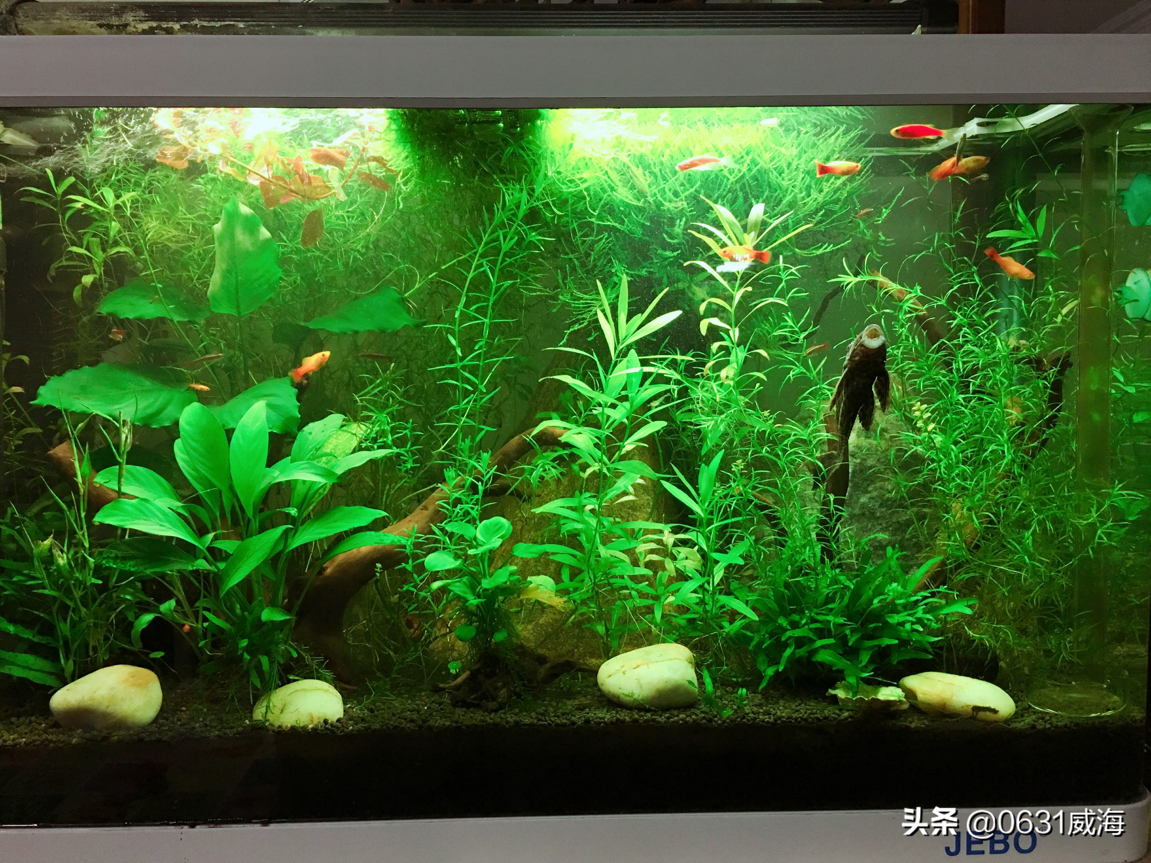 鱼缸水草溶叶是什么原因,九冠水草溶叶是什么原因