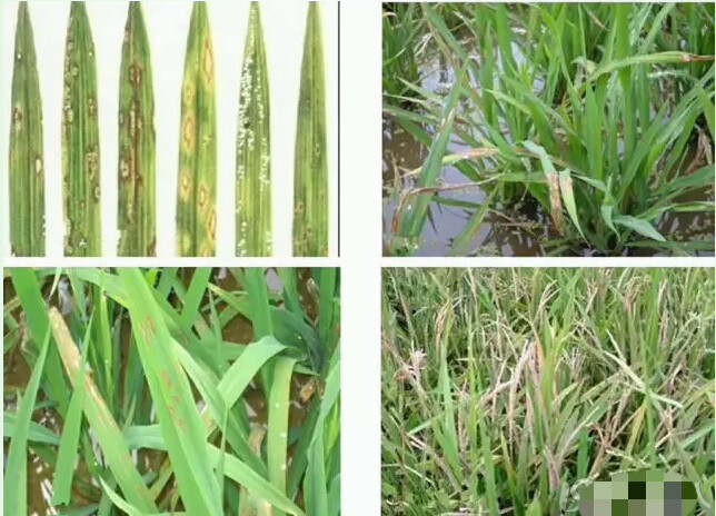 怎样除水稻苗床的地下害虫,防治水稻病虫害用哪些农药