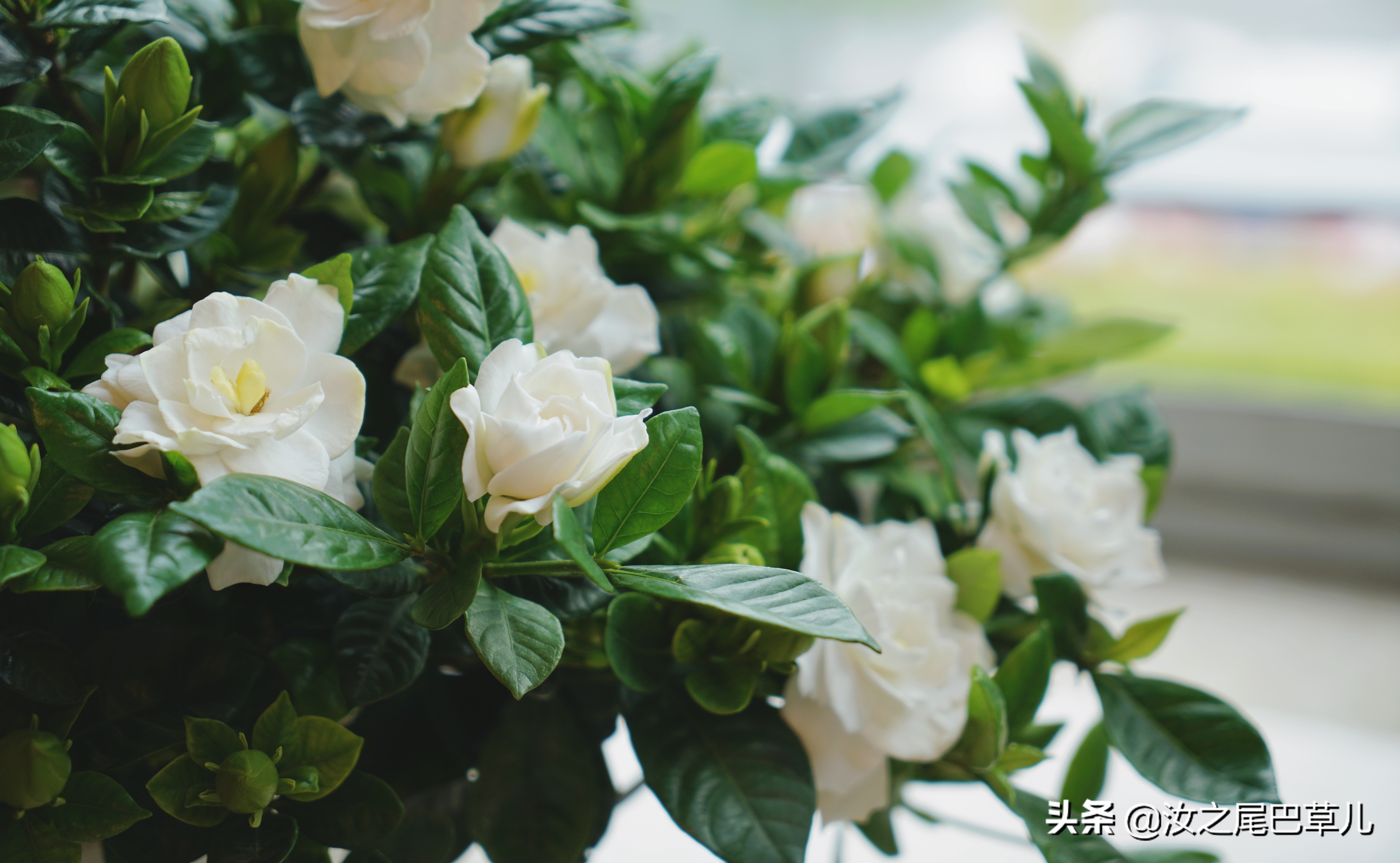 栀子花生了好多小黑虫怎么治,栀子花朵里面有小黑虫