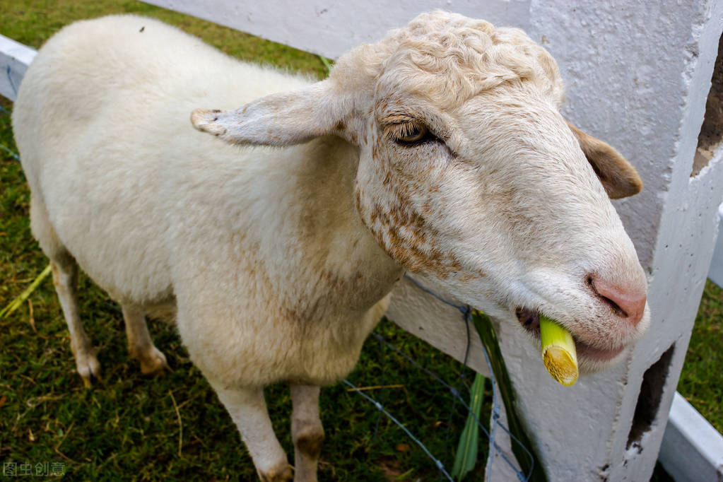 小羊羔吃草不愿意吃料怎么回事,育肥羊不爱喝水是怎么回事