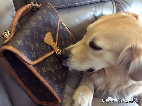 超好看的宠物包,好看又大的宠物包