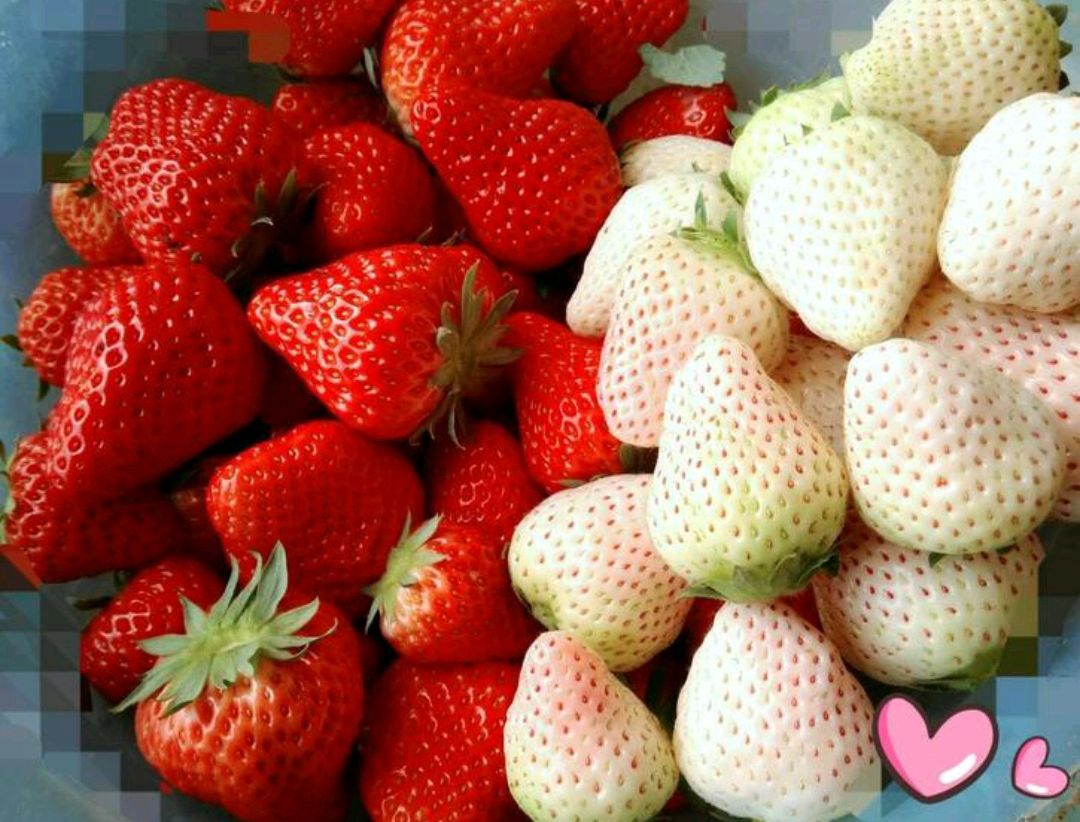 这8种花你不要乱浇水,新手种花品种推荐