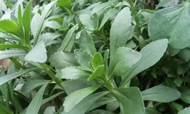 农村这种野菜原来是救命草,5种药用价值高的野菜