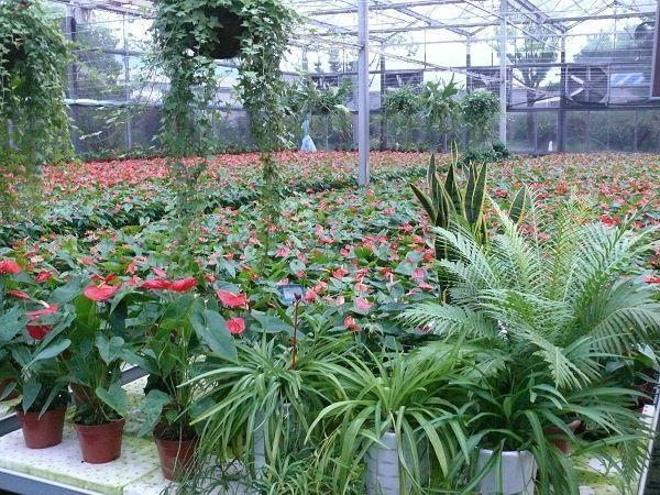 这3个地方一定不能错过,养花基地最近的地方