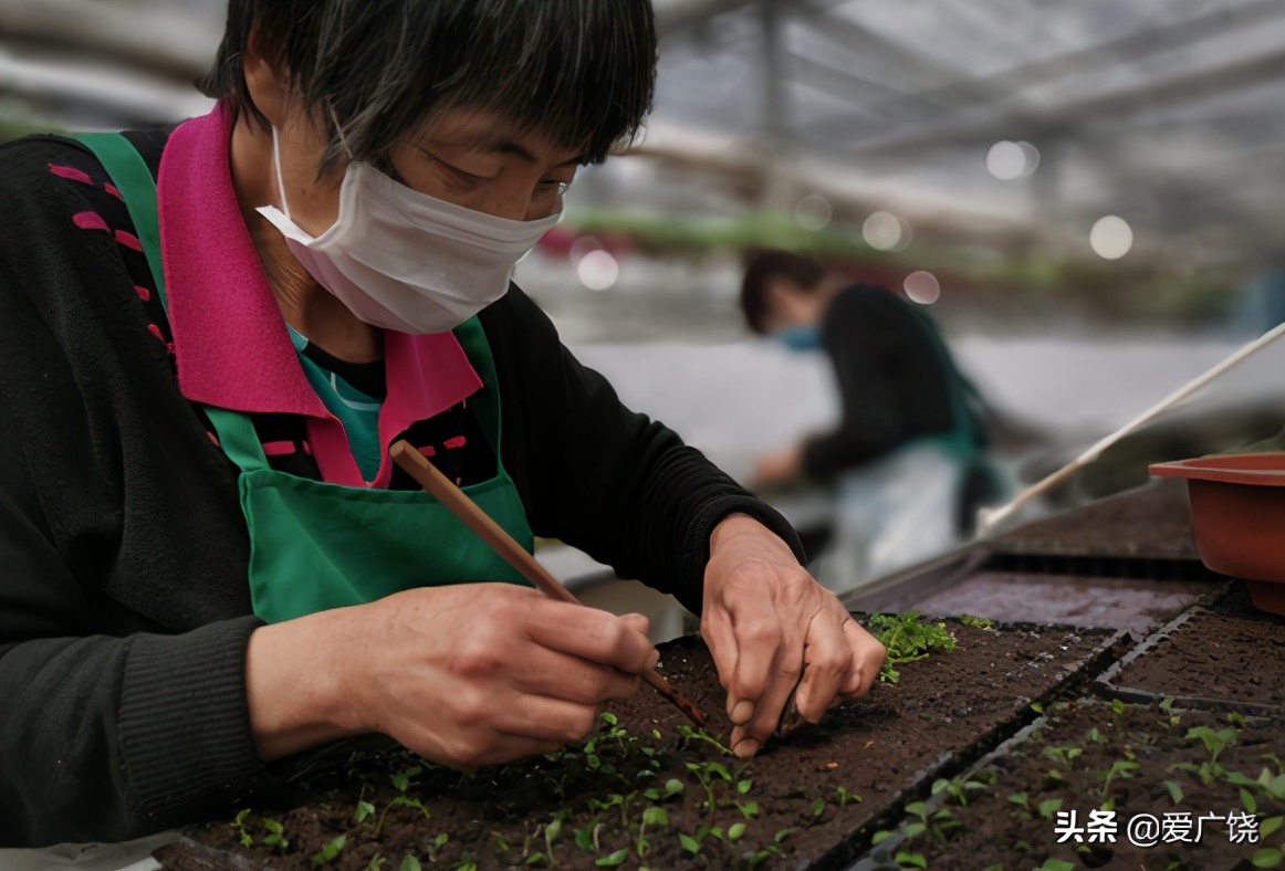 广饶县藏红花种植,广饶县藏红花