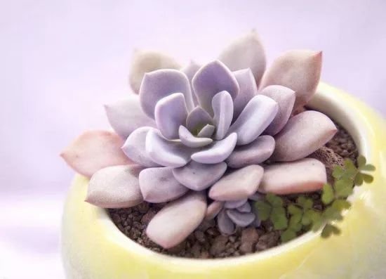 多肉出锦怎么养好看,多肉出锦水配方