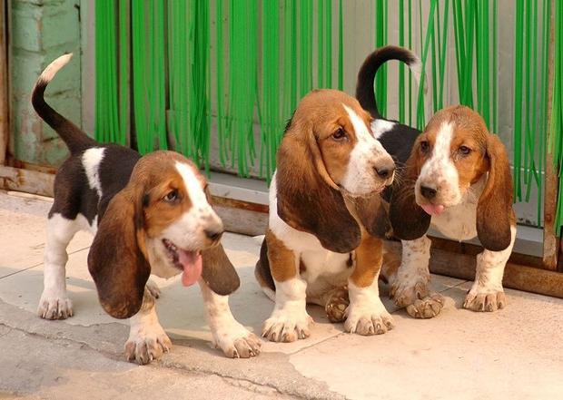 狗肠胃不好吃什么牌子的狗粮好,柴犬肠胃不好吃什么狗粮