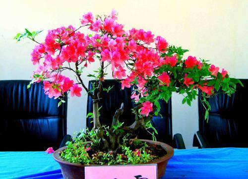 杜鹃花黄叶家用小妙招,杜鹃黄叶干枯怎么办