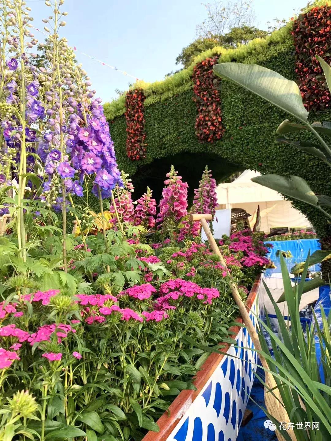 香港花卉艺术展,共赴盛会活动