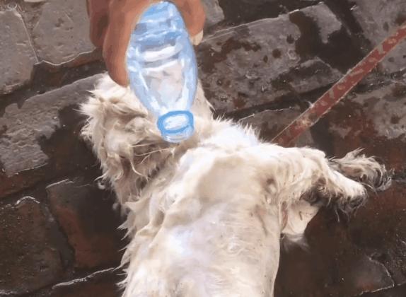 狗狗轻度中暑有意识能自行恢复吗,狗狗中暑放在空调房降温可以吗