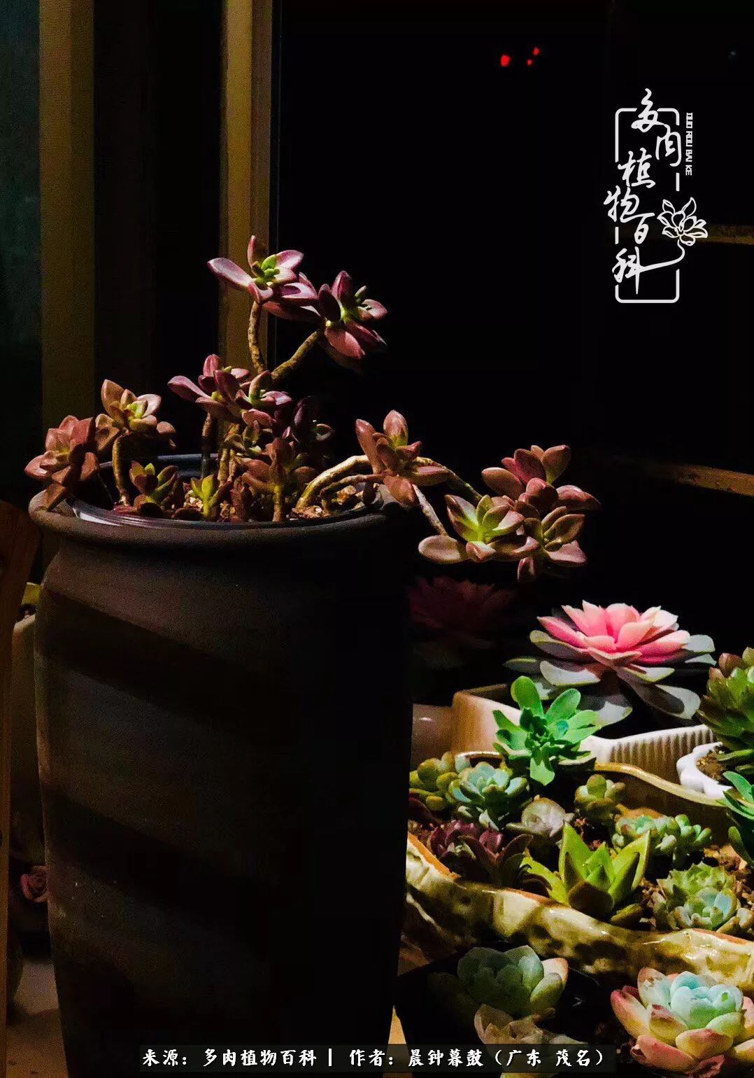 轻轻地告诉你，我的多肉也曾美过，不信你看看