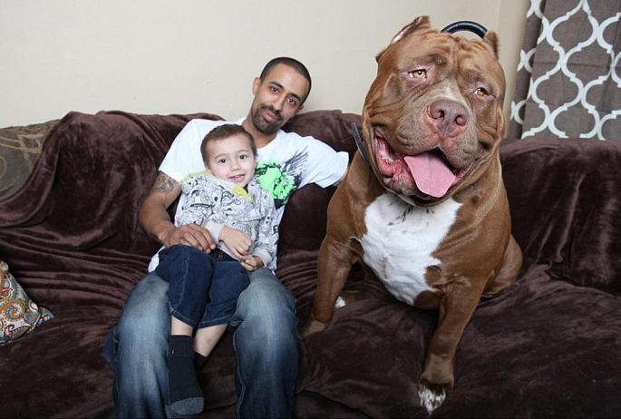 看似可爱实则凶残6种小型犬,温顺型巨型犬有哪些