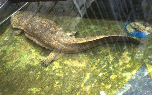 观赏鱼种类大全,观赏鱼鲨鱼的种类