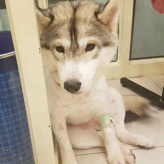 二哈减肥,为什么二哈会变瘦