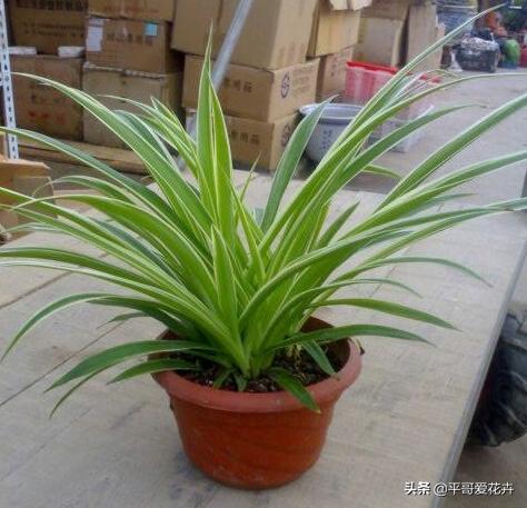 办公室防甲醛植物,办公室除甲醛最好的植物