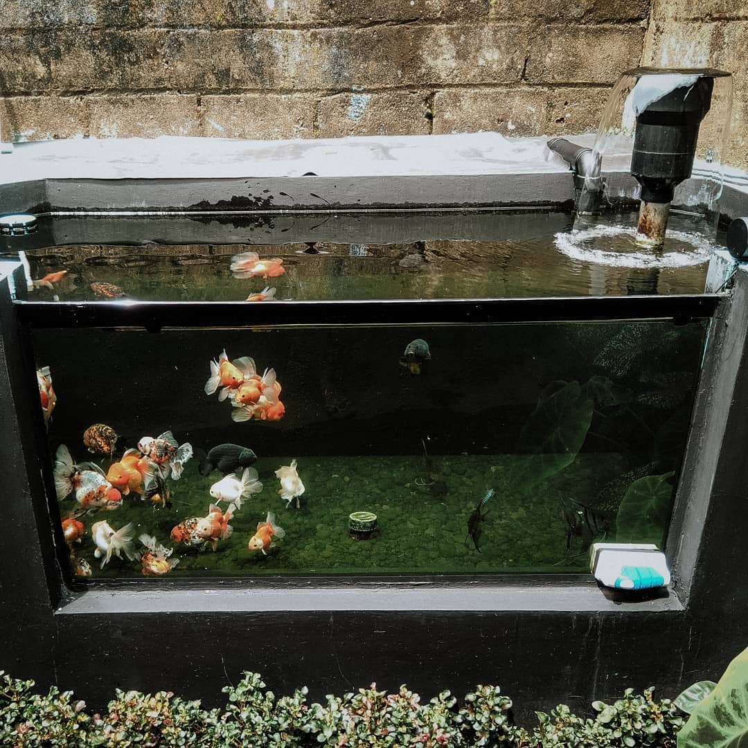 鹤顶红金鱼不建议新手养,金鱼怎么养才能更好