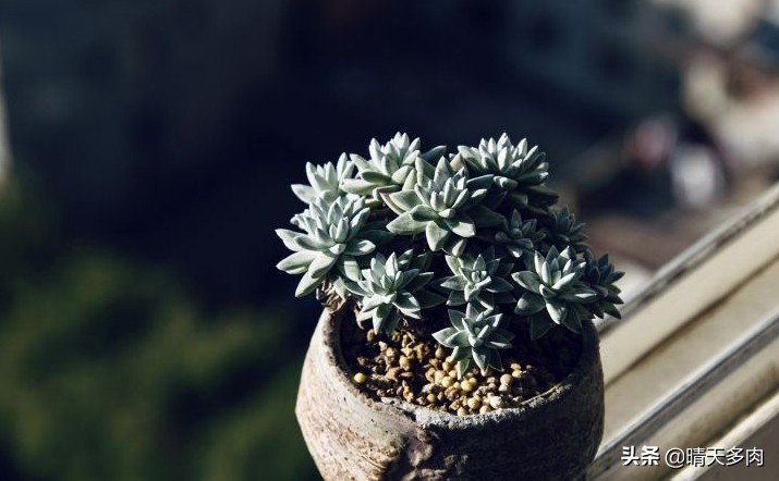多肉仙女杯繁殖,多肉仙女杯如何快速服盆