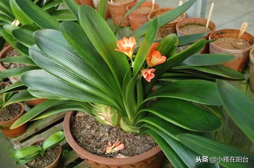 君子兰不开花用什么方法才能开花,君子兰长得太茂盛不开花怎么办