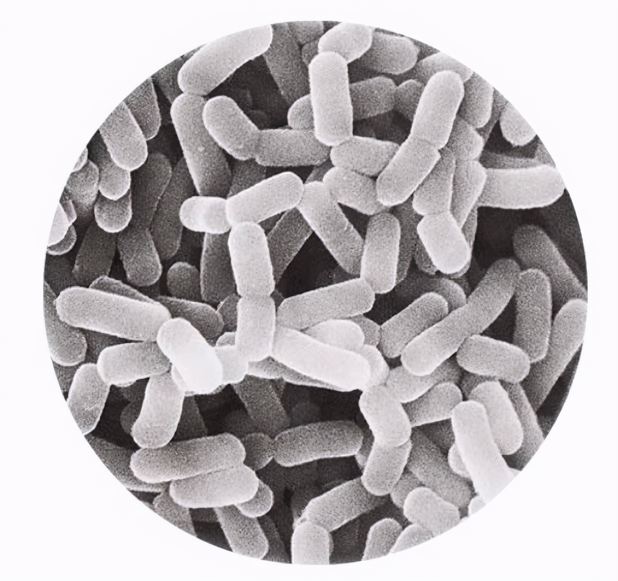 针对健康问题，打开益生菌解题思路中日益生菌健康发展与创新论坛在沪召开