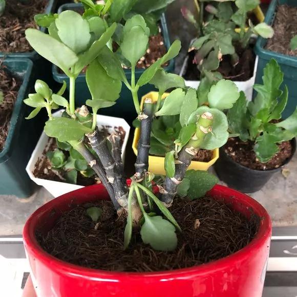 栀子花月季花叶子发黄有黑斑点,茉莉栀子花叶子发黄怎么办