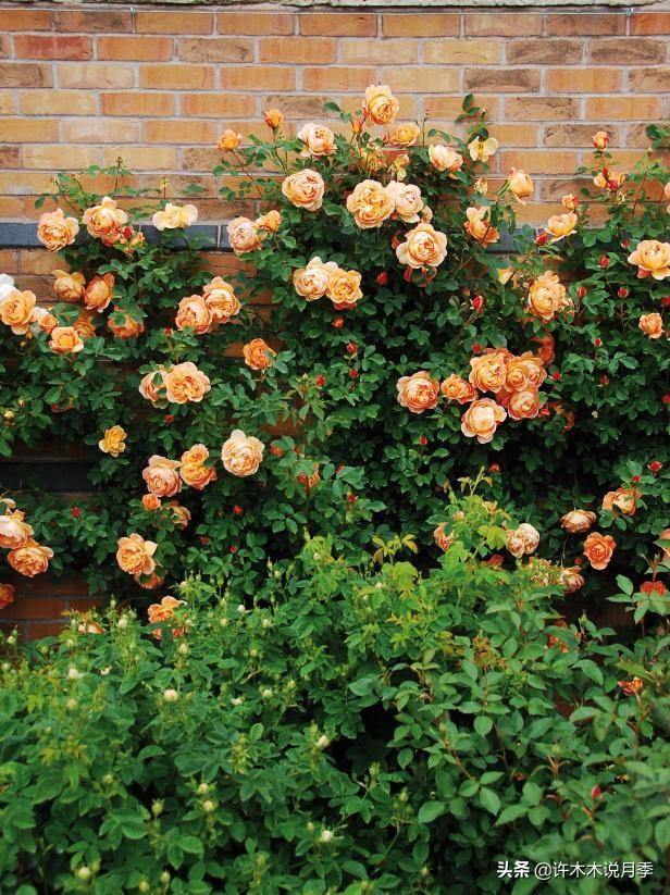 最好种植的藤本月季，种下一颗小苗，收获一片花海
