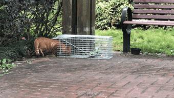 怎么抓小区流浪猫,这些方法来教你