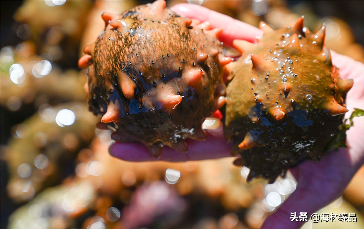野生海参探店,野生海参采捕视频大全