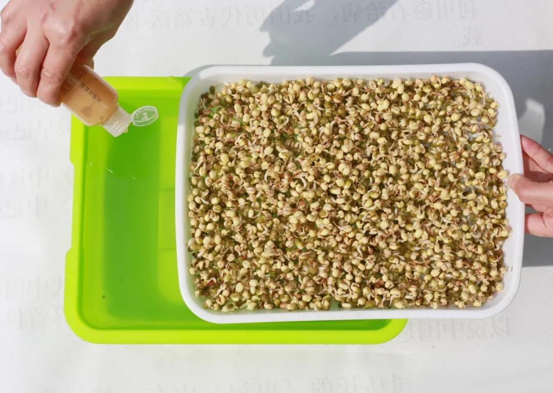 室内空心芽苗菜无土栽培种植,芽苗菜的种植方法全集免费看