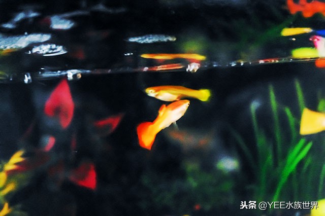 水草缸水草怎么选择,水草缸养鱼注意事项有哪些