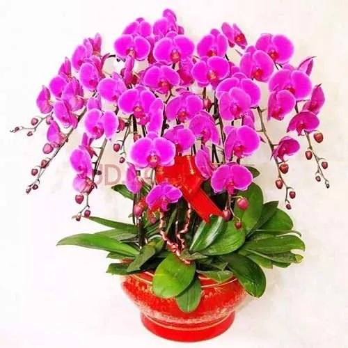 全部金木水火土五行五系植物介绍,五种植物代表五行