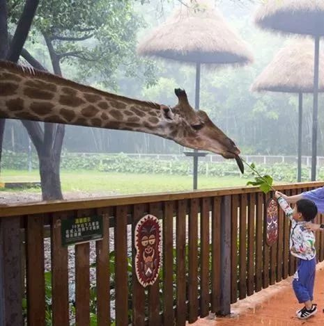 带孩子去长隆旅行攻略,长隆旅游攻略亲子游省钱攻略