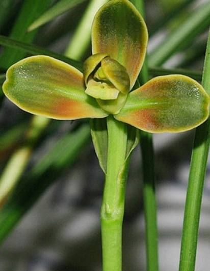 豆瓣兰养护方法,豆瓣兰深养还是浅养