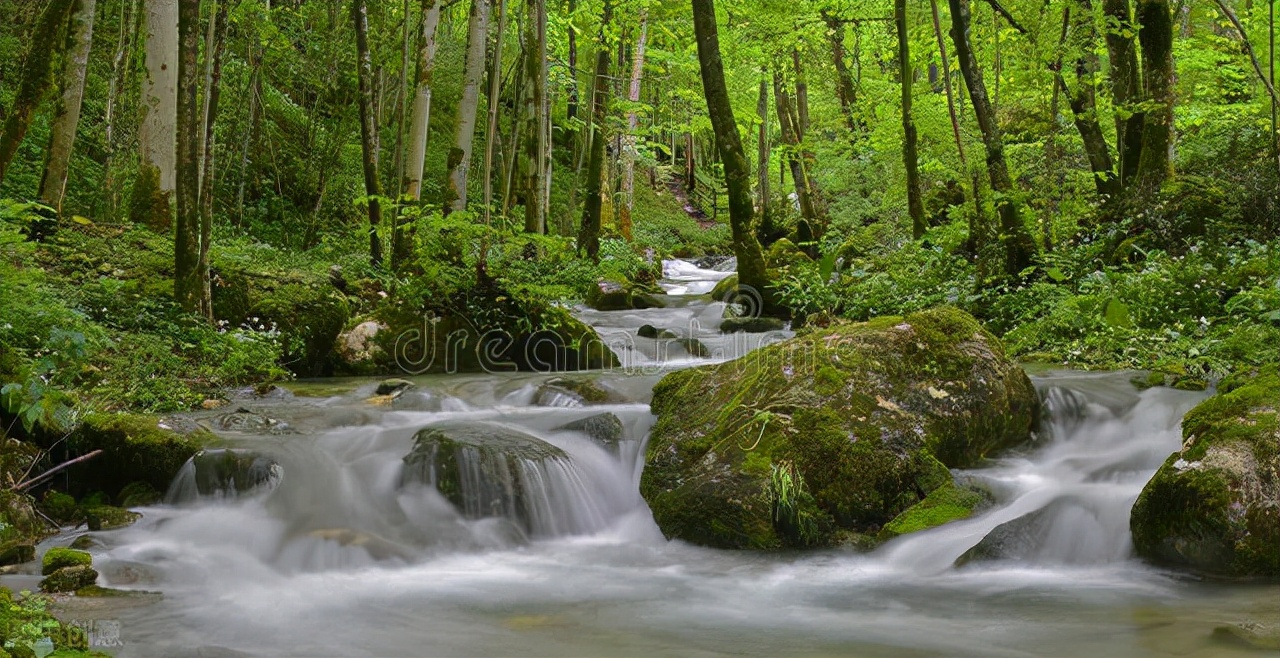 臭水河里有鱼吗,臭水河的水为什么是黑的