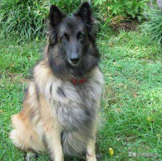 金毛禁养犬名单曲靖,曲靖麒麟区城区养犬标准规定