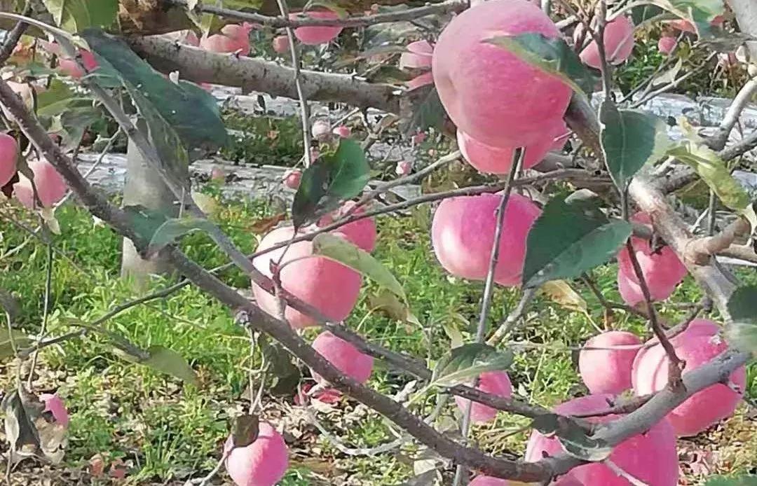 苹果产业高产品种,适合山东种植的高产苹果品种