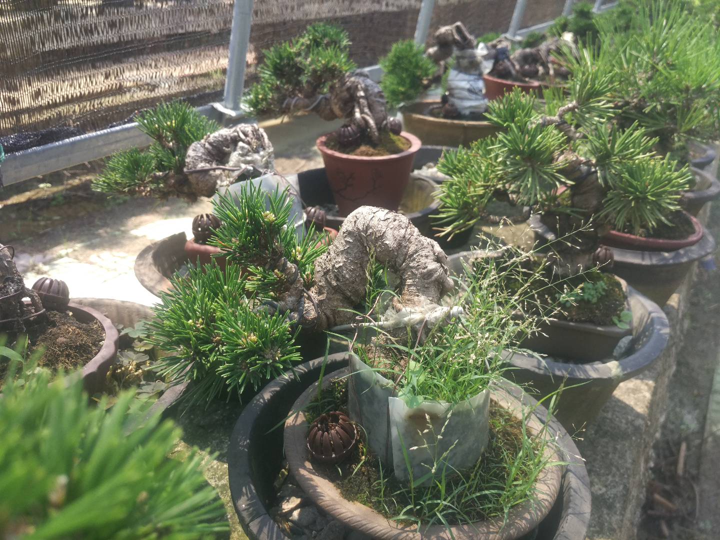 掌上盆景100种,掌上盆景