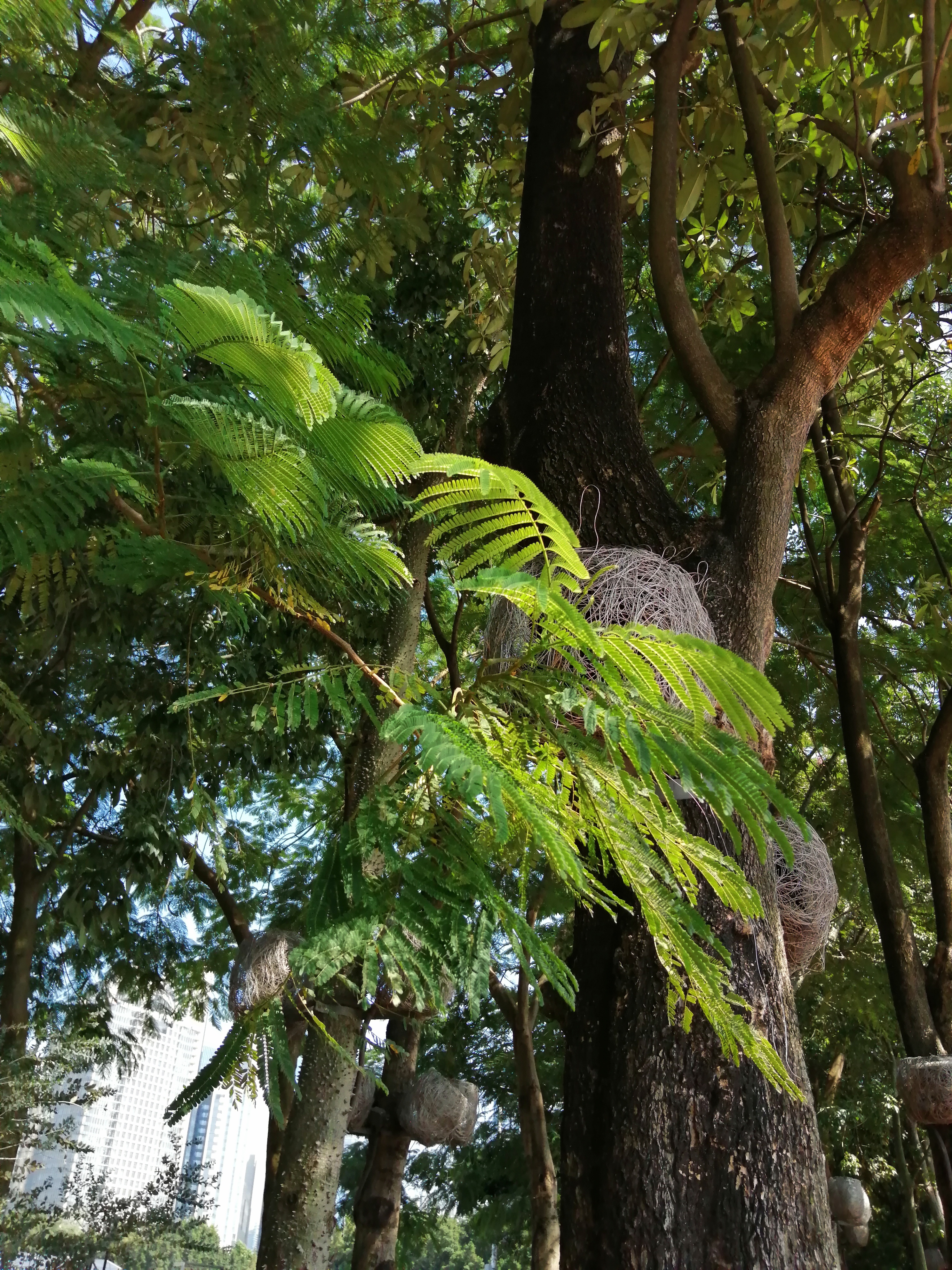 广州海心沙亚运公园广州塔格桑花,游广州海心沙公园