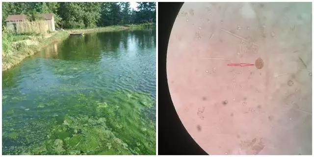 藻类旺盛水色是什么样,通过池塘水色确定藻类植物