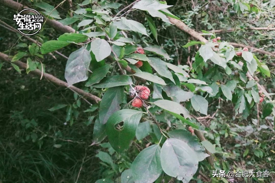 大蜀山爱情故事,大蜀山