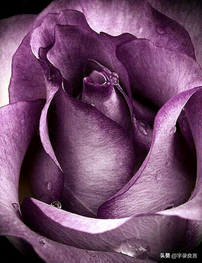 情感语录句句经典的说说,情感语录说说句句刺痛人心