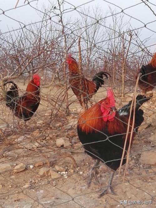 散养土鸡的利润与成本真实,散养土鸡下蛋利润多少