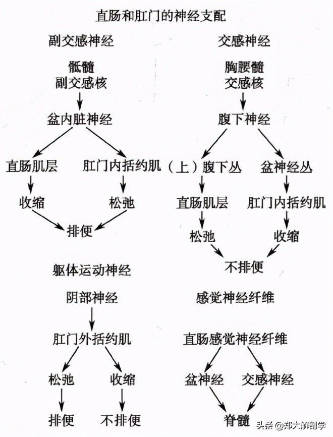 呼吸系统消化系统神经系统的组成,消化器官的神经支配图片