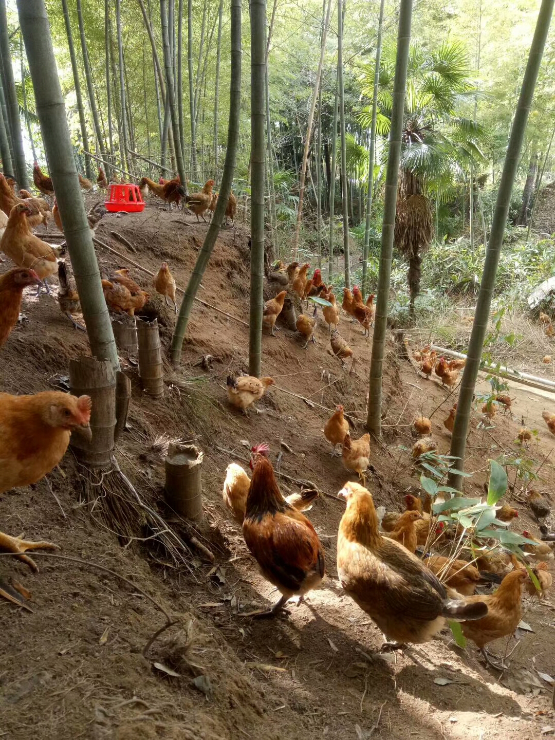 农村散养土鸡怎样找销路,自己养的土鸡怎样快速打开销路