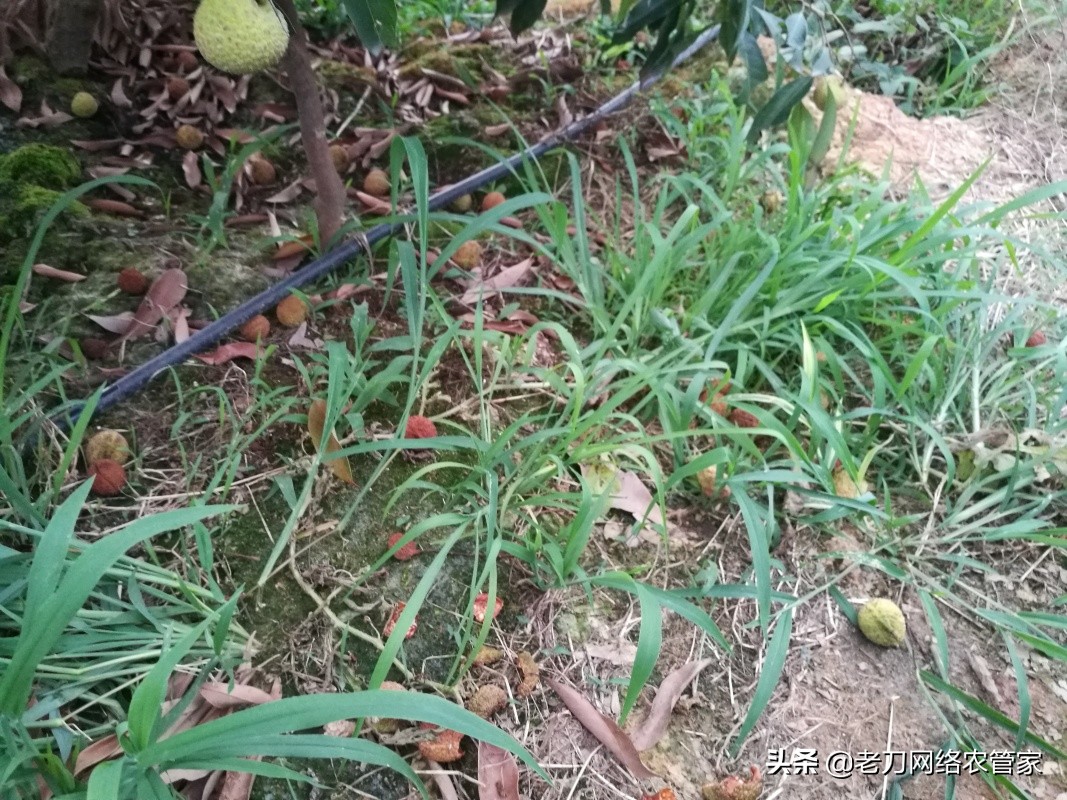 荔枝炭疽病喷什么药治疗效果好,荔枝炭疽病的最佳治疗方法