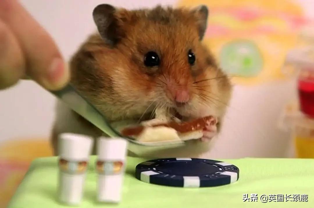 羊驼治愈案例,动物治愈焦虑