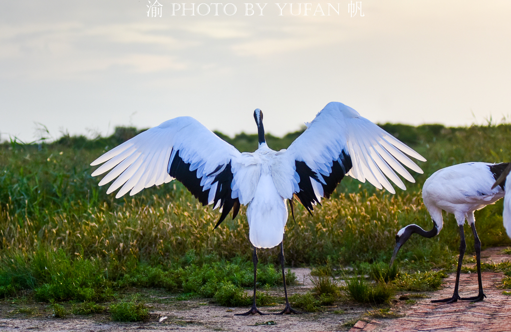 吉林丹顶鹤之乡,马云长白山