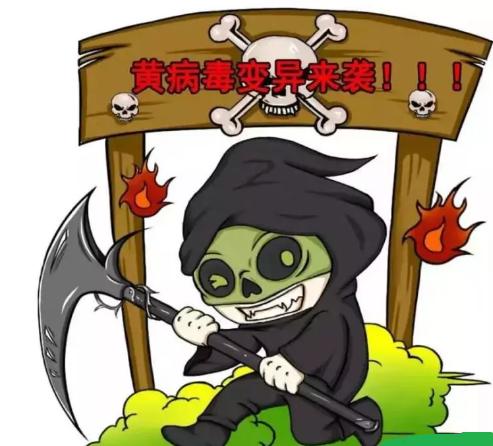 鸭子黄病毒浆膜炎怎么治疗,鸭黄病毒病的症状及治疗方法