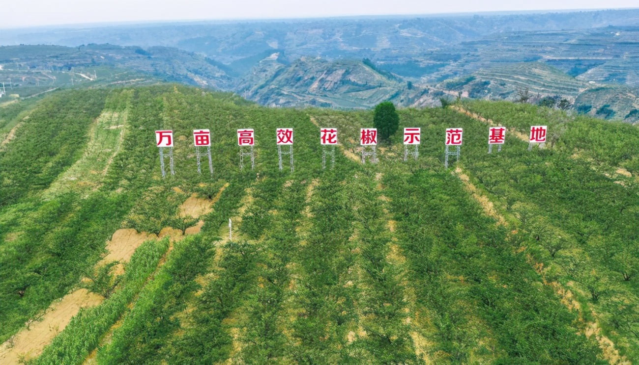 中国花椒行业市场运营格局,花椒行业市场调研报告